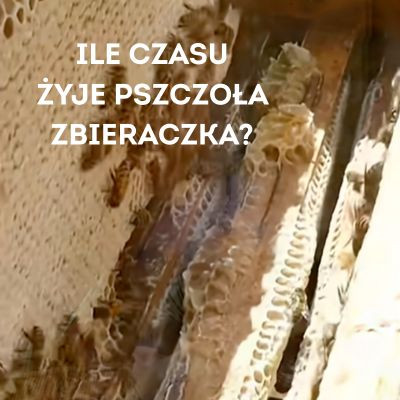 Ile pracy potrzeba, by powstała łyżeczka miodu? 