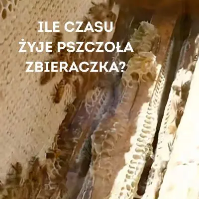 Ile pracy potrzeba, by powstała łyżeczka miodu? 