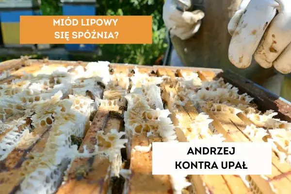 Lato w Sztobnikowie – dlaczego nasz miód lipowy każe na siebie czekać? ☀️