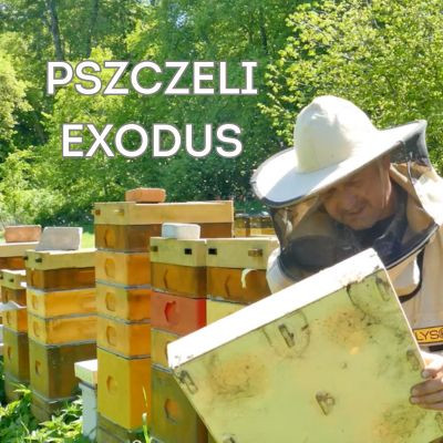  Pszczele szaleństwo na Warmii – co się dzieje, gdy ul pęka w szwach?